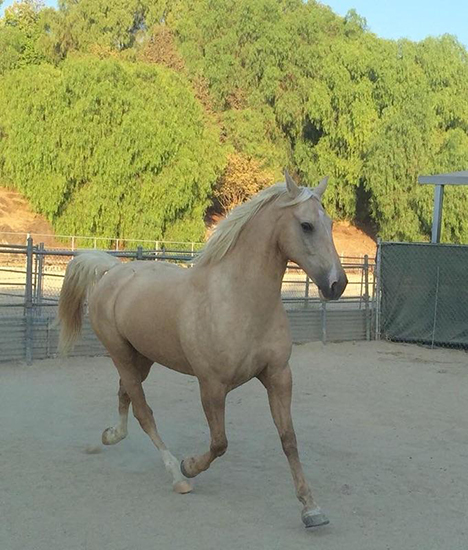 Tennessee Walker for sale