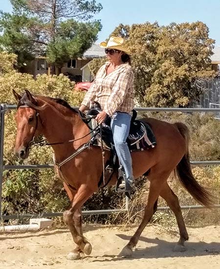 Reg Rocky Mountain Horse for sale in California