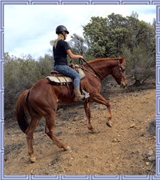 AQHA for sale